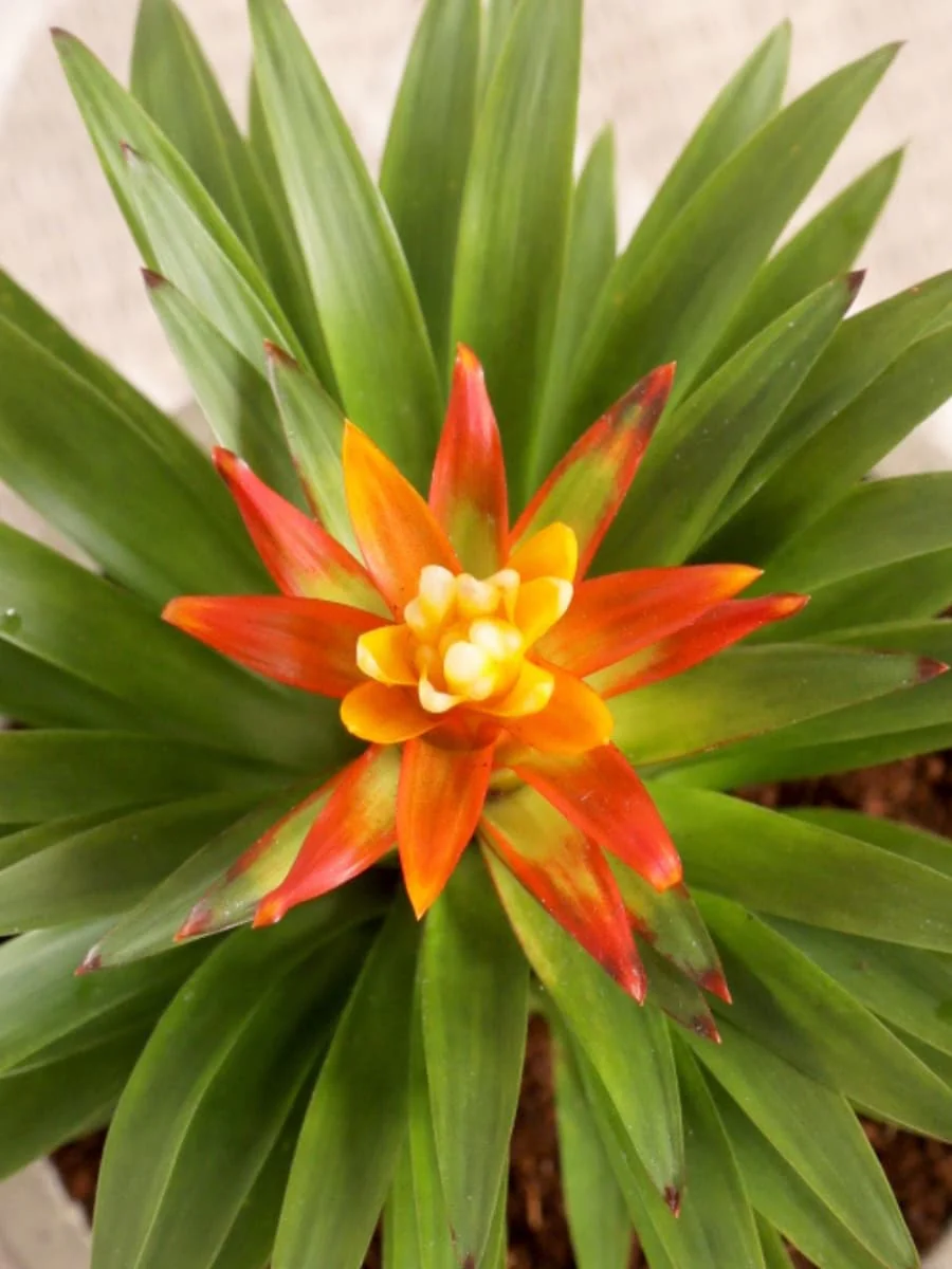 Imagen del producto 4
