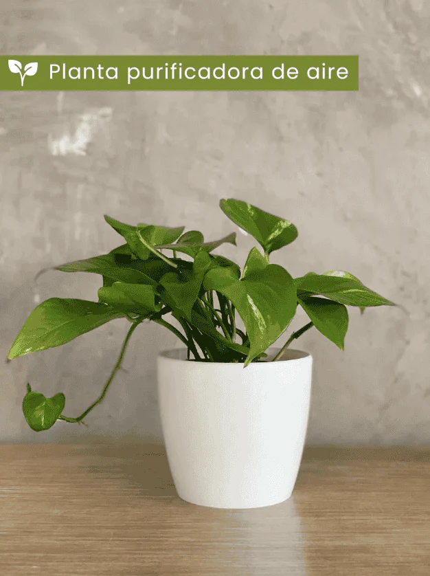 Imagen del producto 2